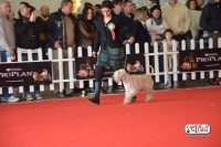 /album/galleria-foto-il-nostro-allevamento-/biula-expo-jpg1/